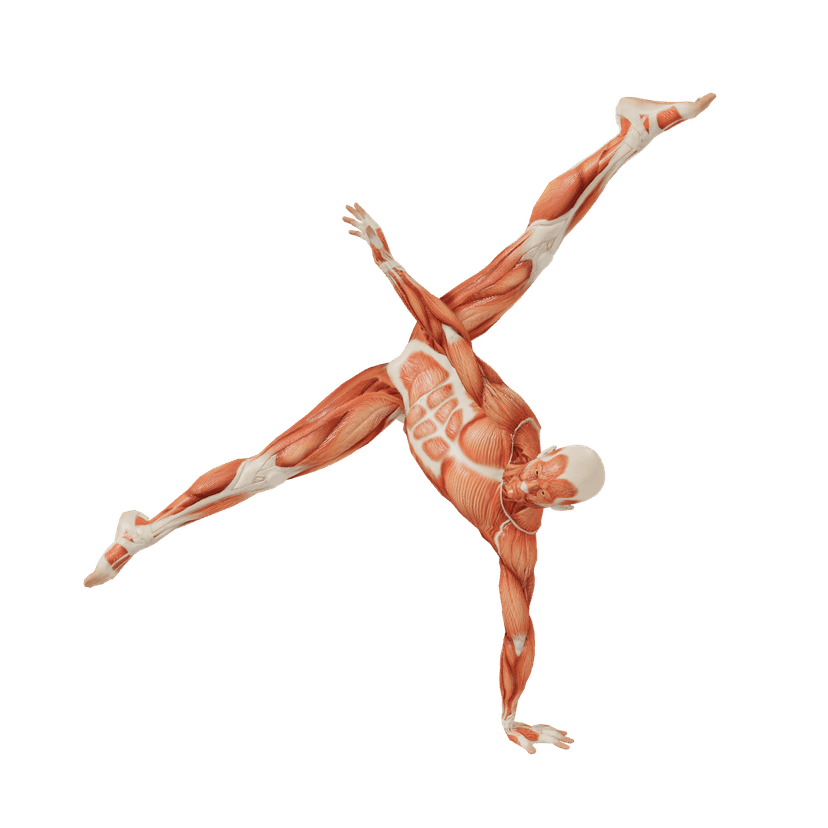 Hand standing Male poses | POSEMANIACS - Royalty free 3d pose reference ...