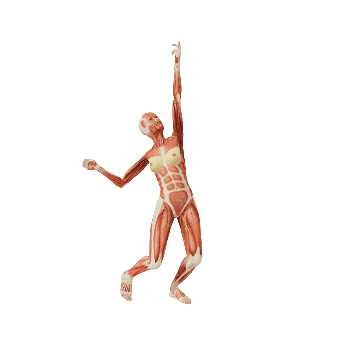 POSEMANIACS - Royalty free 3d pose reference for all artists