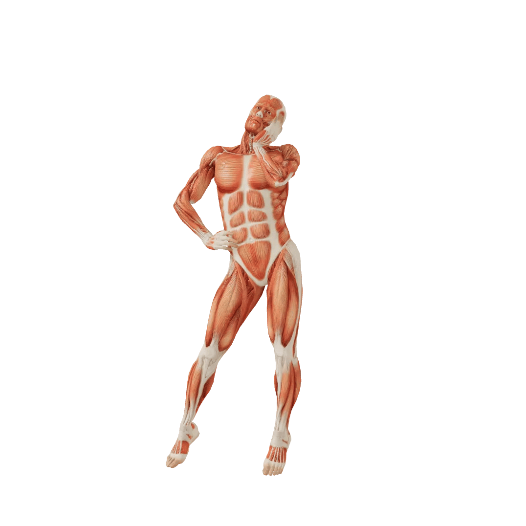 Fool Male poses | POSEMANIACS - Royalty free 3d pose reference for all ...